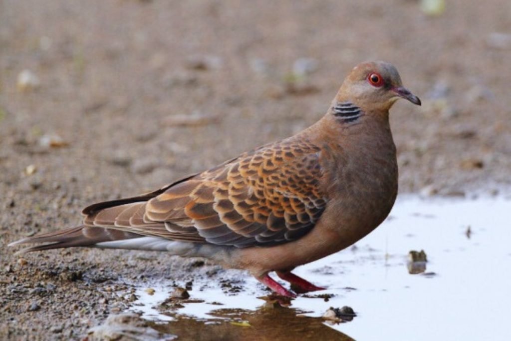 Oriental Turtle Dove in Rajaji