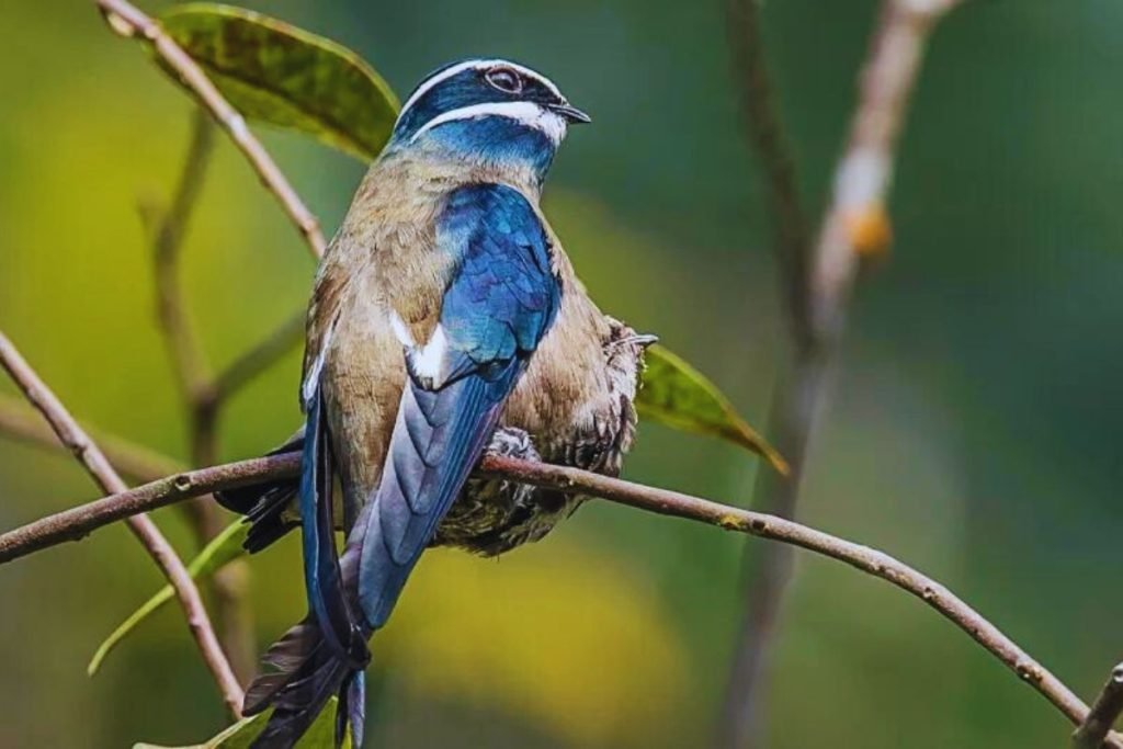 Treeswifts