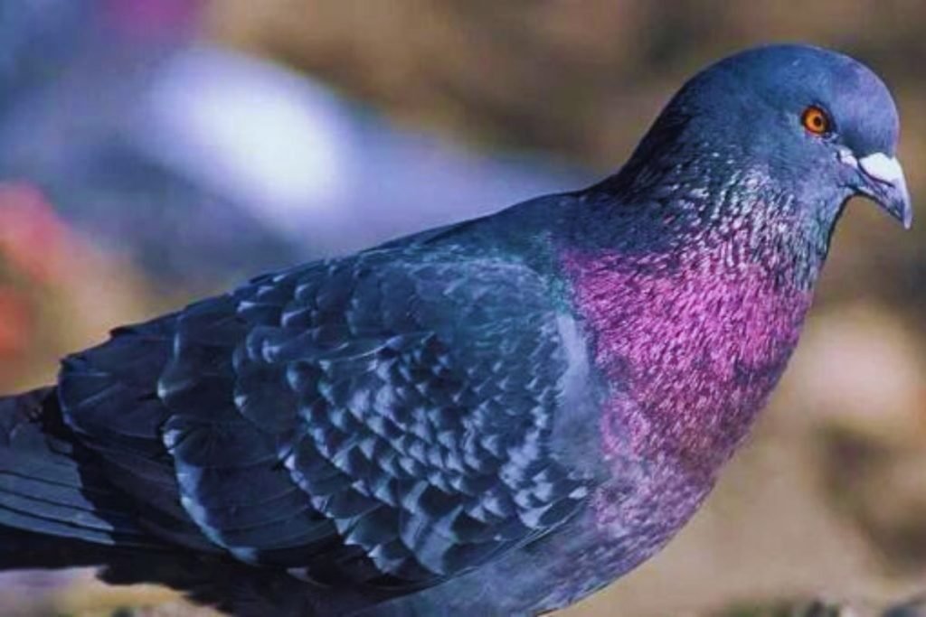 Rock Pigeons in Rajaji National Park