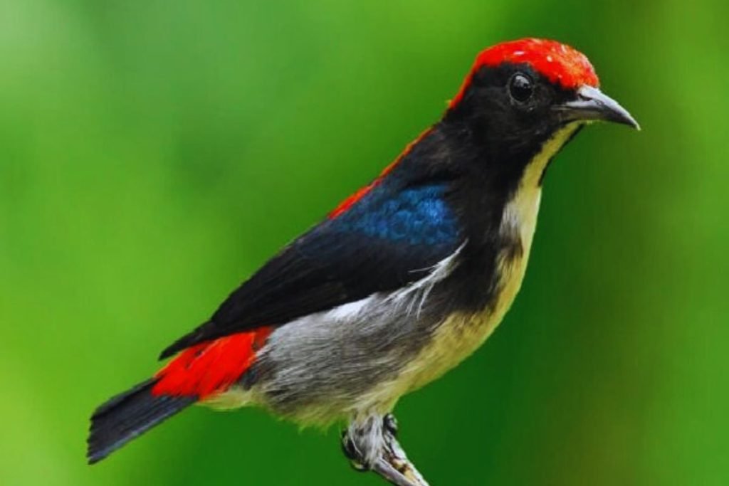 Flowerpeckers