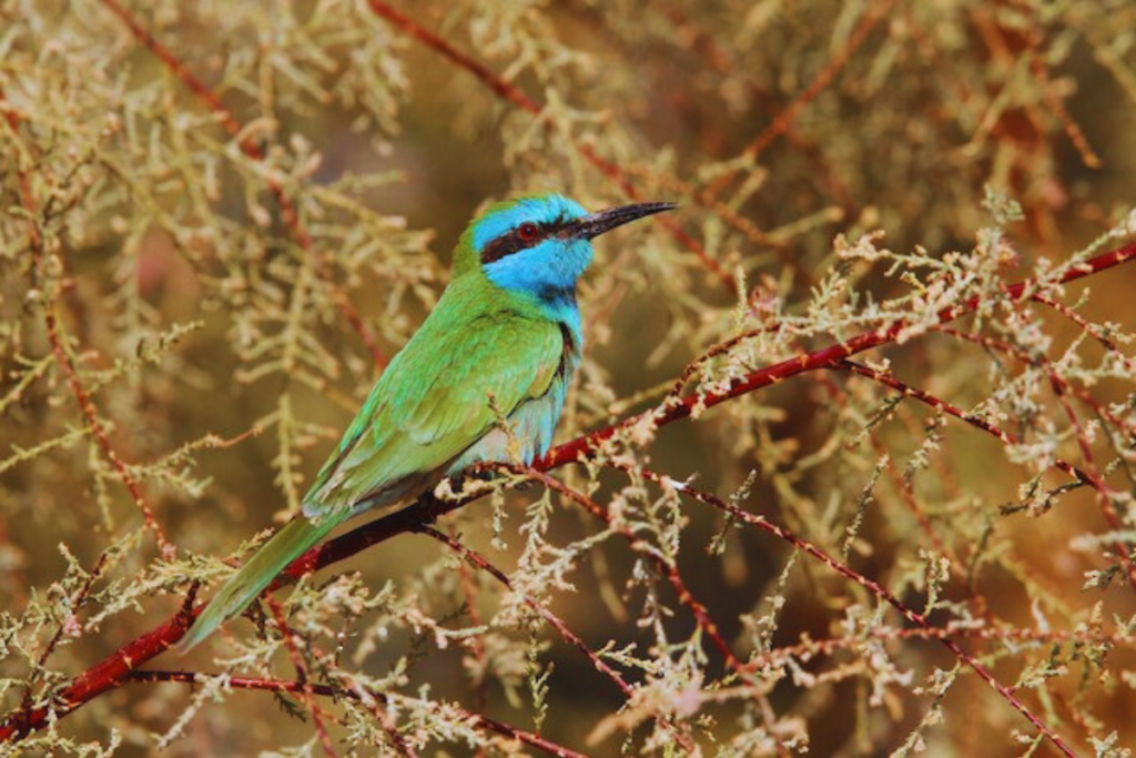 Bee-eaters, Rollers, and Allies
