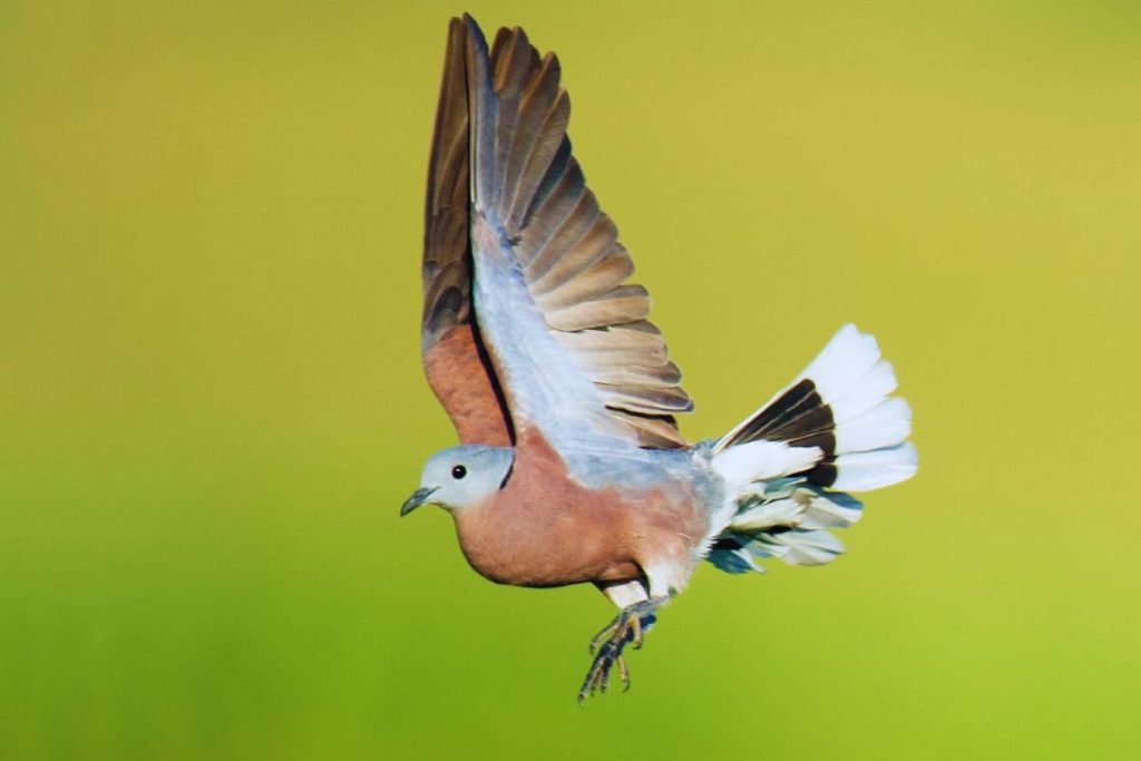 Red-Collared Dove in Rajaji National Park