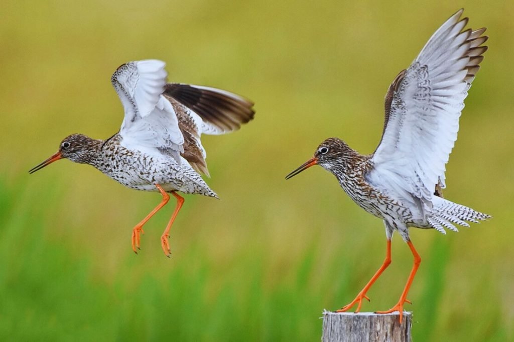 Common Redshank in Rajaji National Park