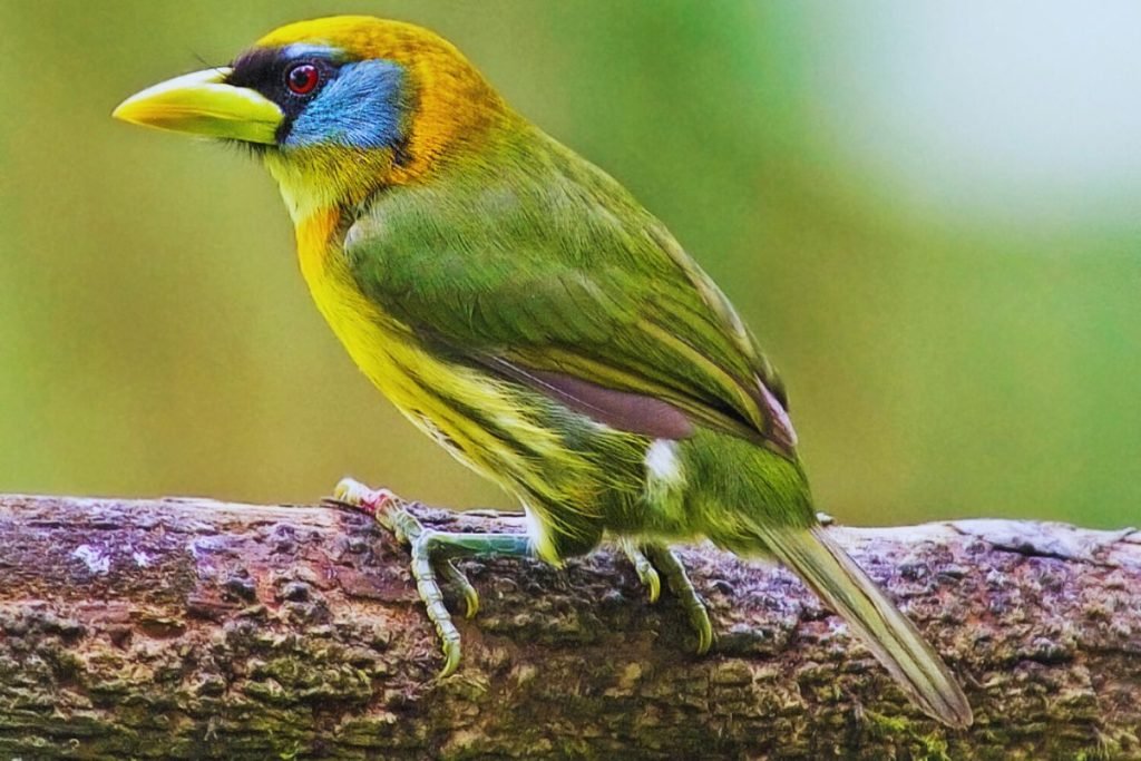 Barbets and Toucans