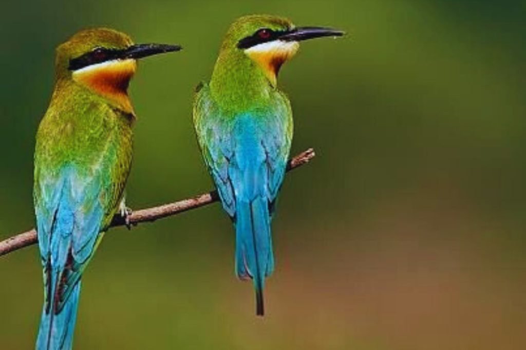 Blue-tailed Bee-eaters