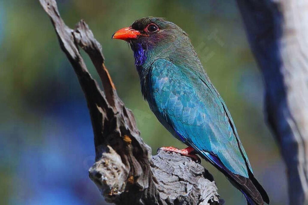 Oriental Dollarbird in Rajaji National Park