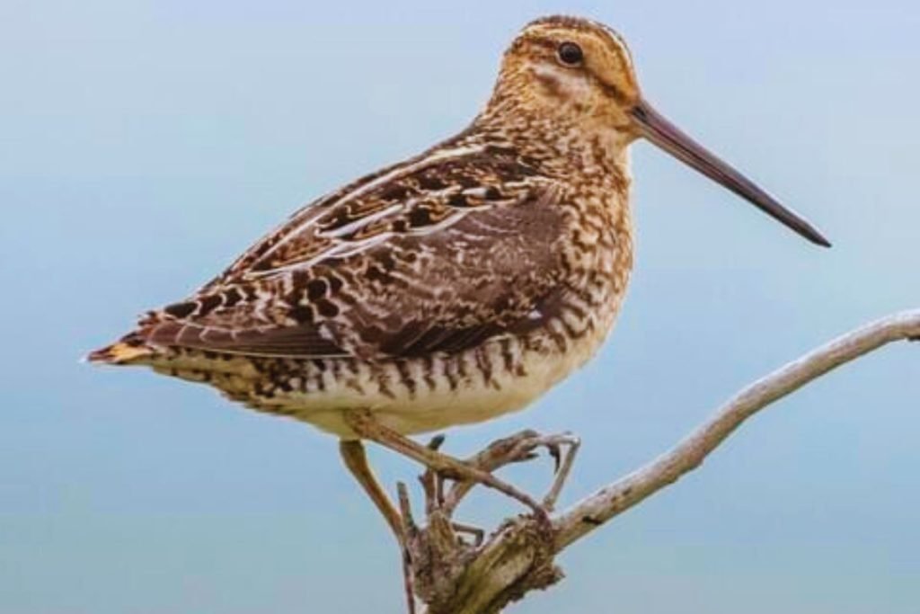 Common Snipe in Rajaji National Park