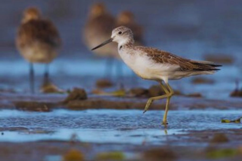 Common Greenshank in Rajaji National Park