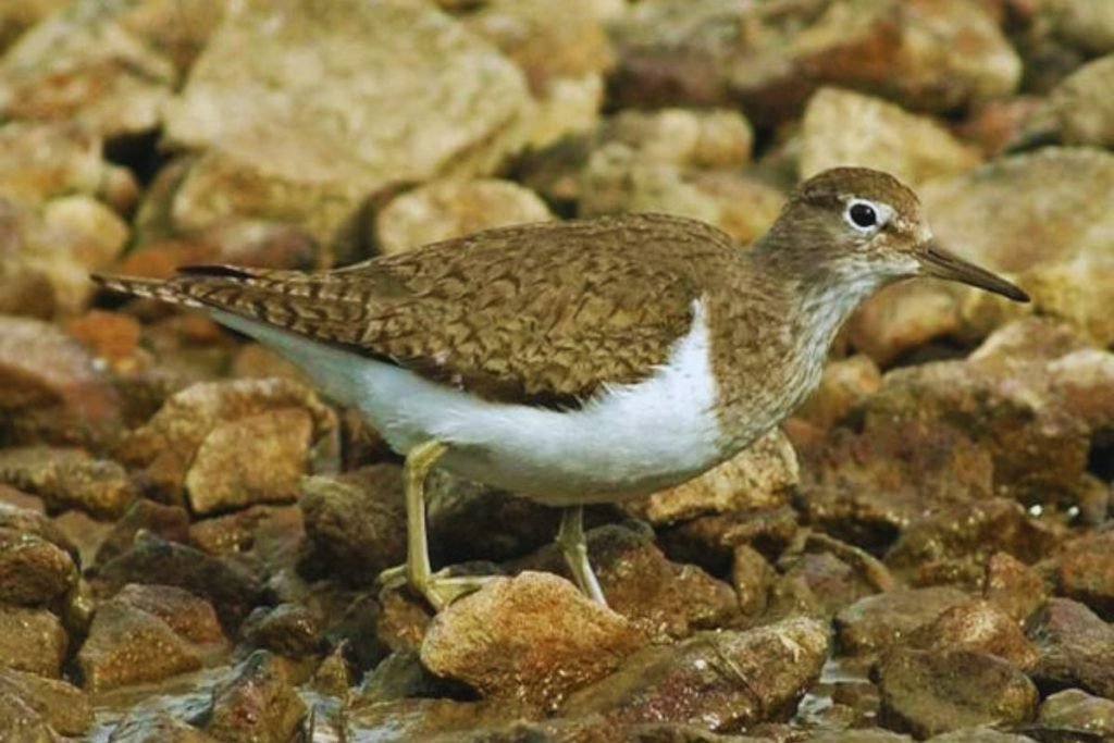 Temminck's Stint in Rajaji National Park