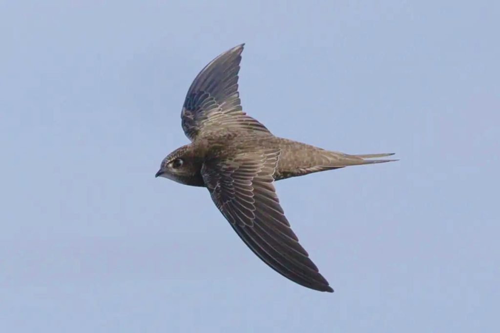 Swifts