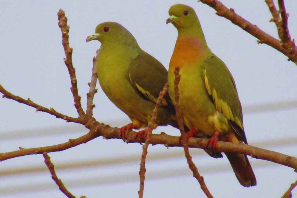 Orange-breasted Green-Pigeon
