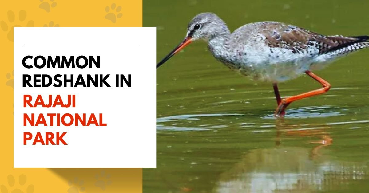 Common Redshank in Rajaji National Park