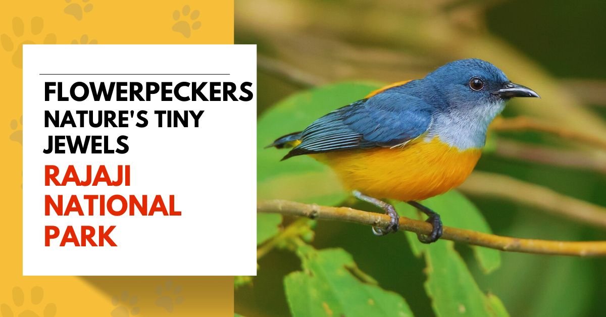 Flowerpeckers