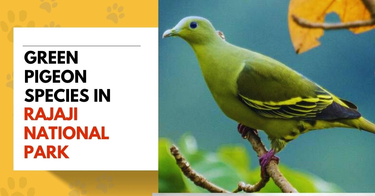 Green Pigeon Species
