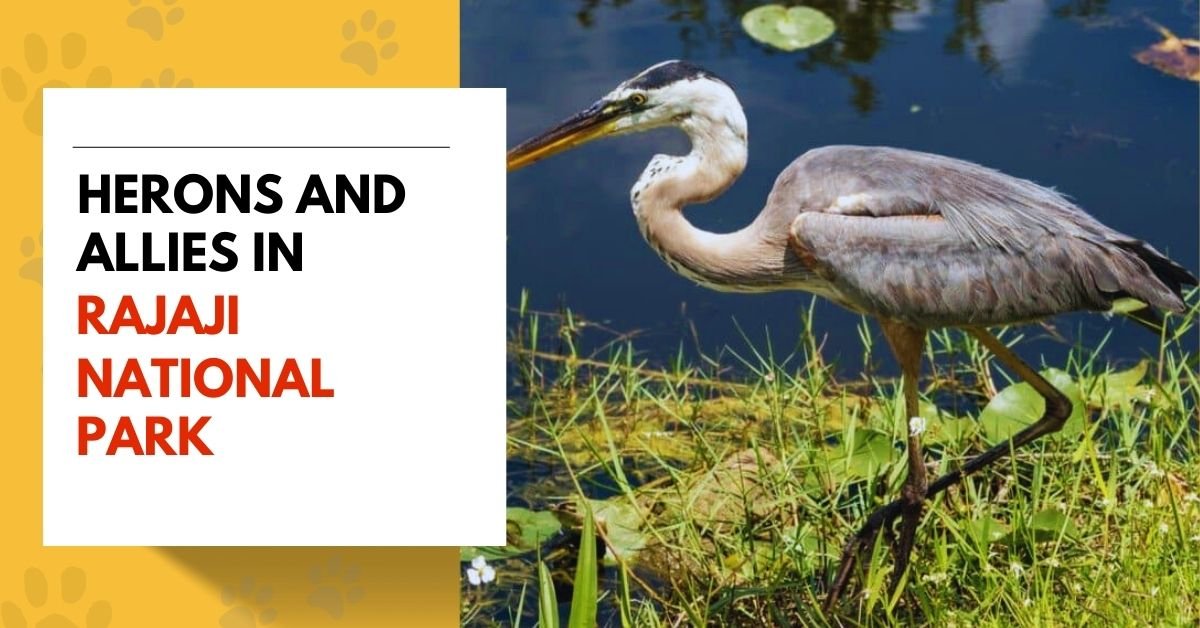 Herons and Allies