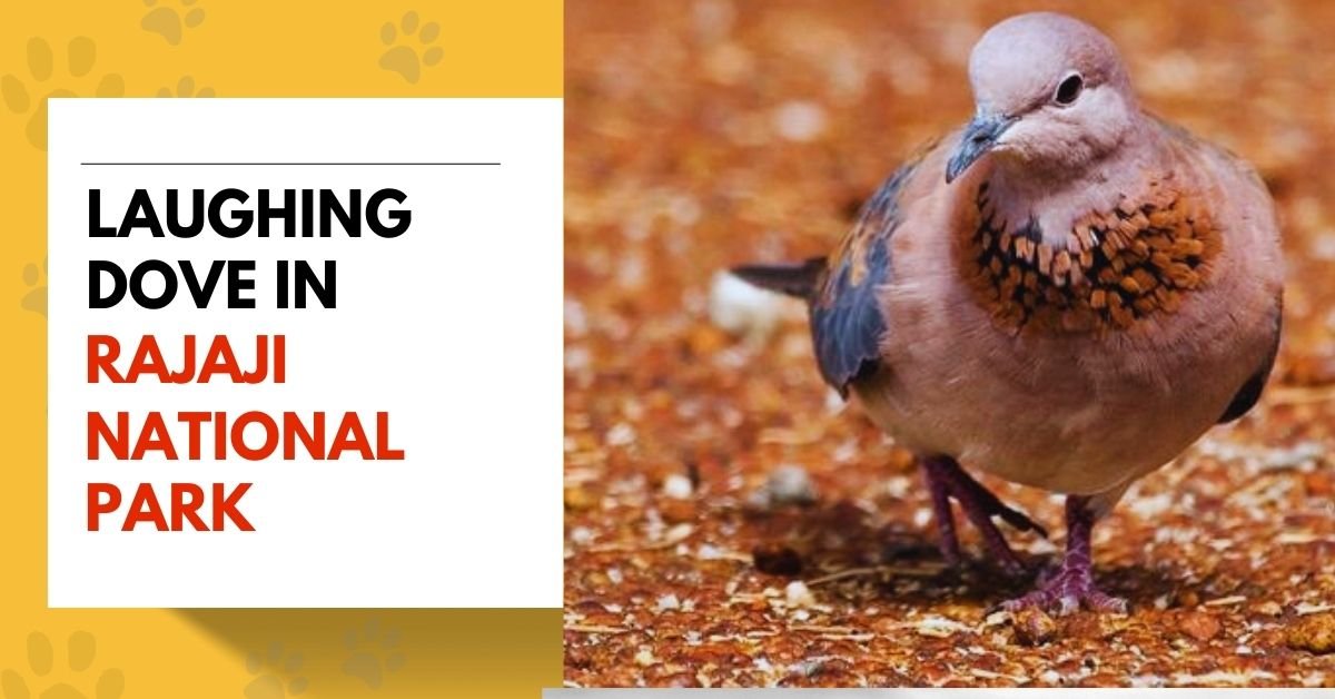Laughing Dove (Spilopelia senegalensis)