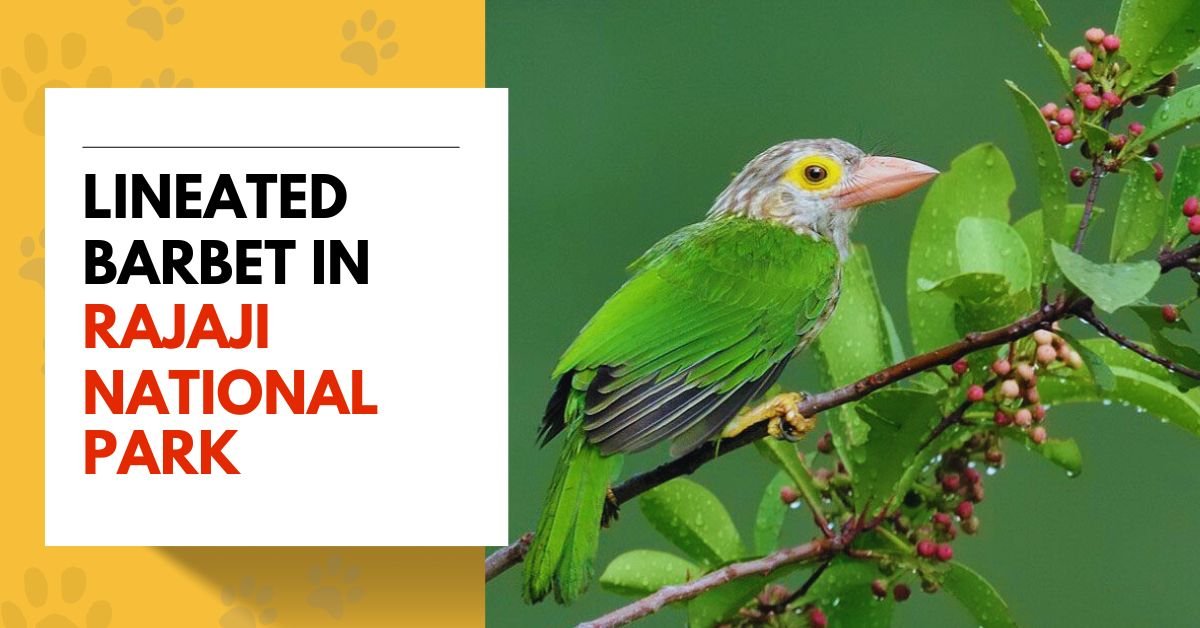 Lineated Barbet in Rajaji National Park