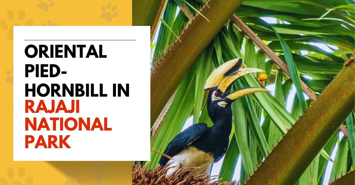 Oriental Pied-Hornbill