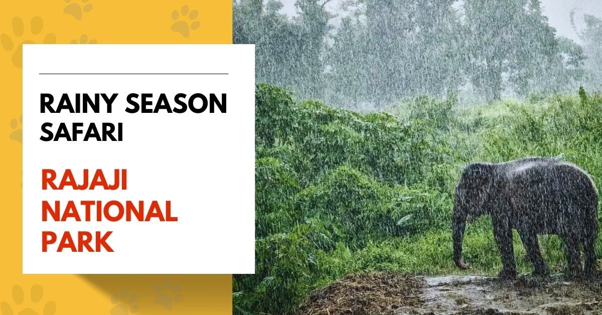 Rainy Season Safari