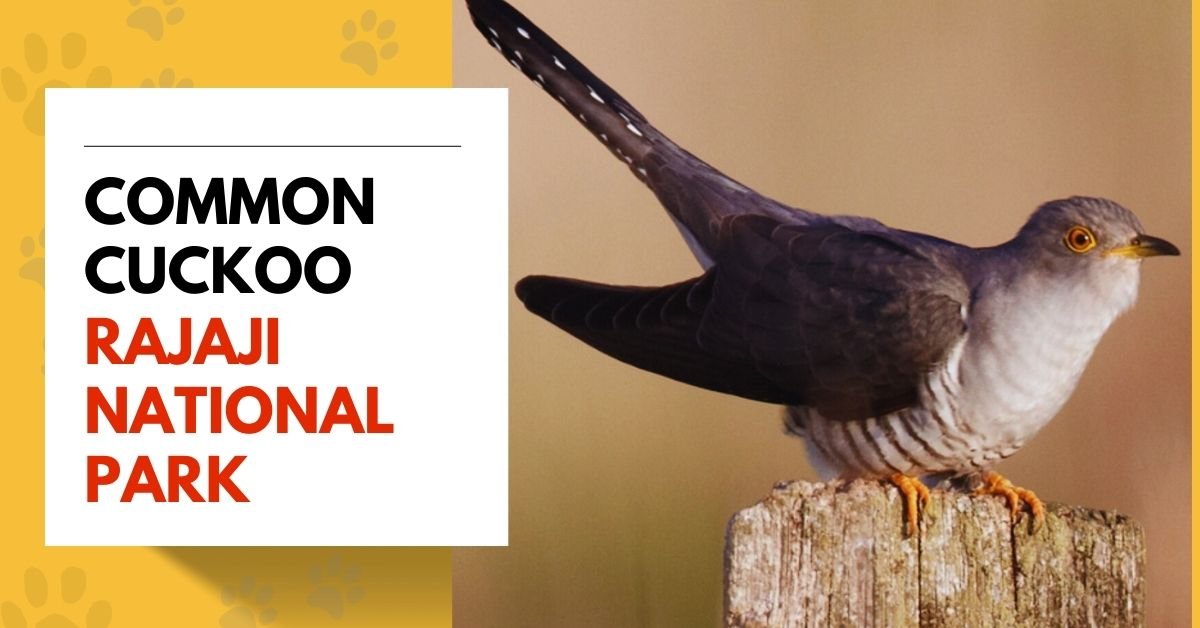 Common Cuckoo