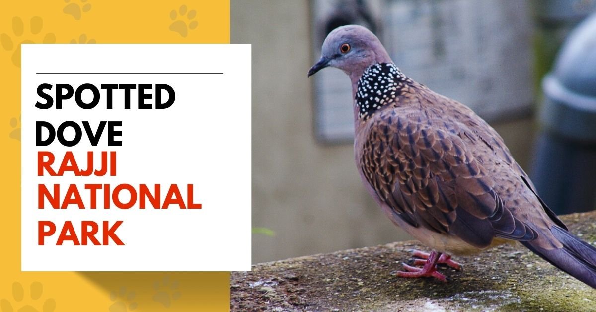Spotted Dove