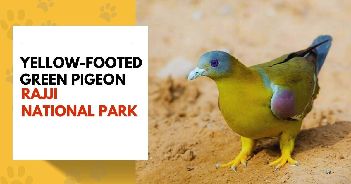 Yellow-footed Green Pigeon