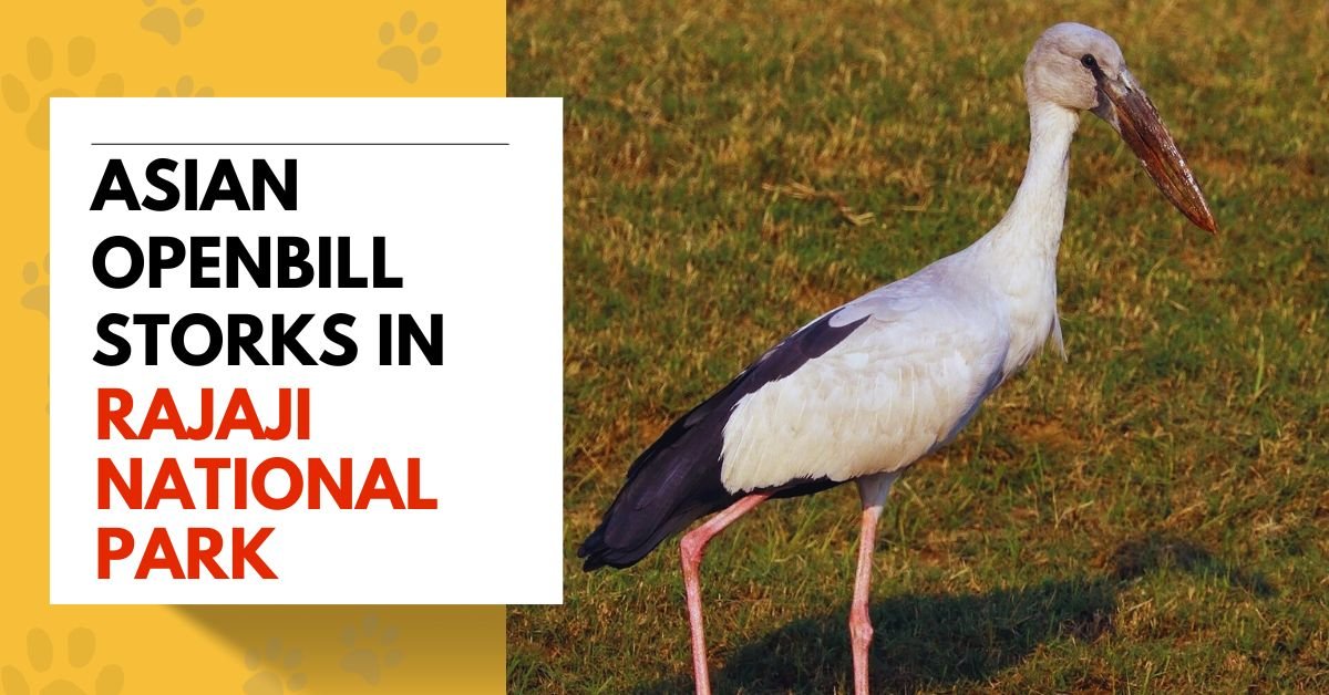 Asian Openbill Storks in Rajaji National Park