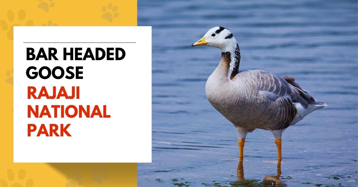 Bar-headed Goose