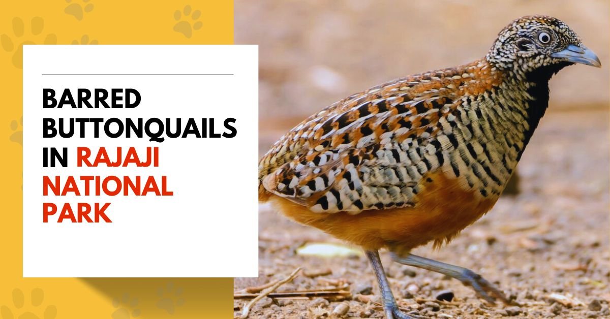Barred Buttonquail