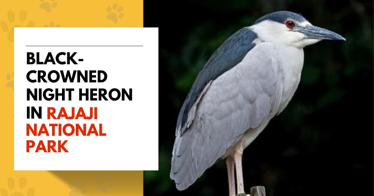 Black-crowned Night Heron