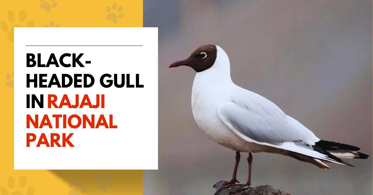 Black-headed Gull