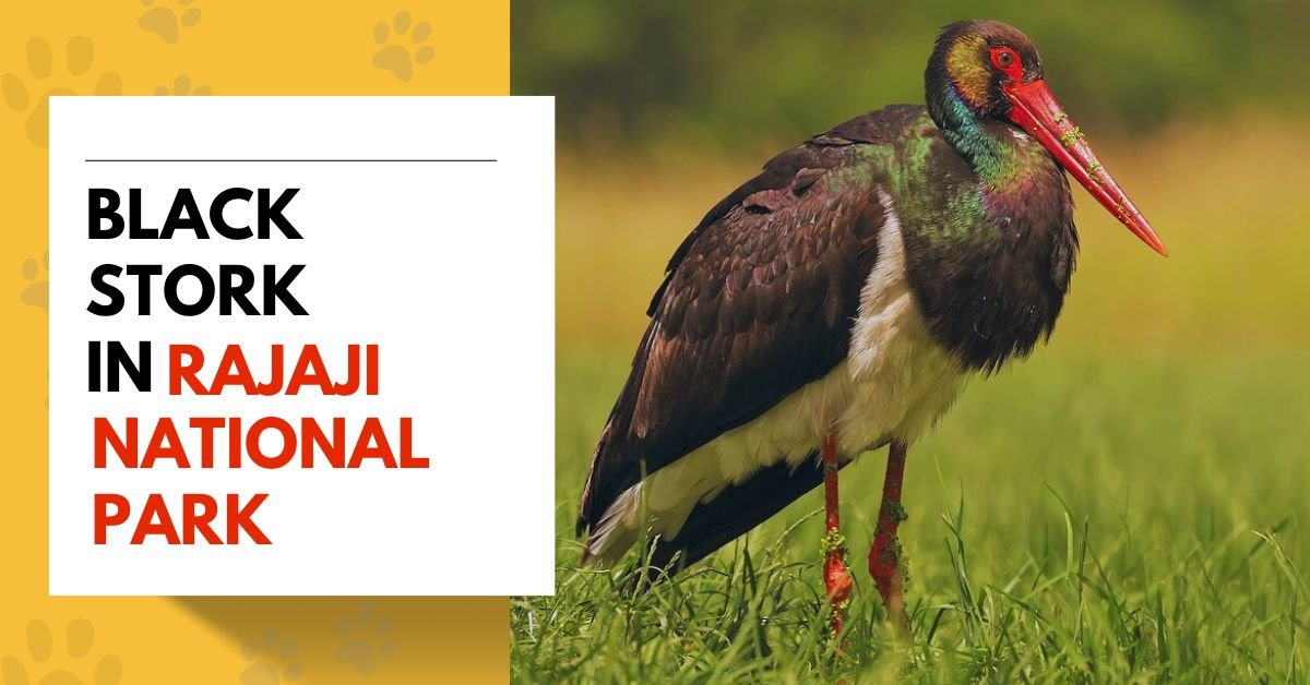 Black Stork in Rajaji National Park