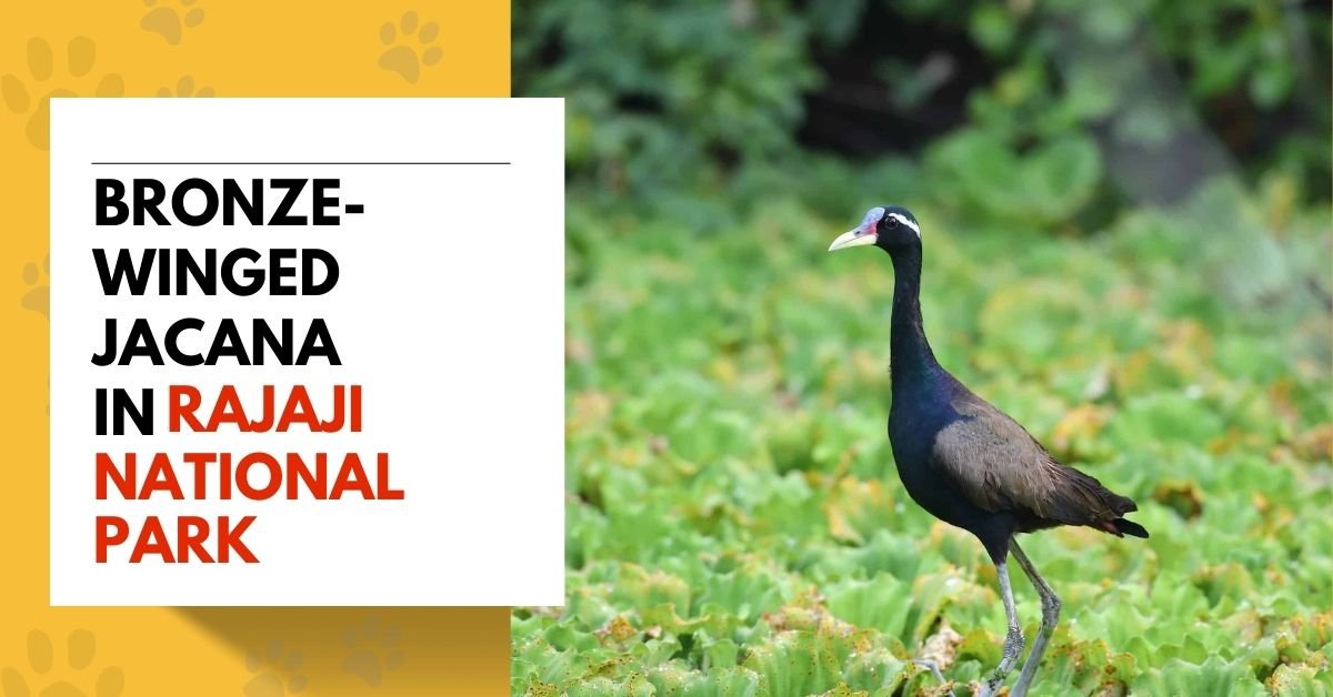 Bronze-winged Jacana