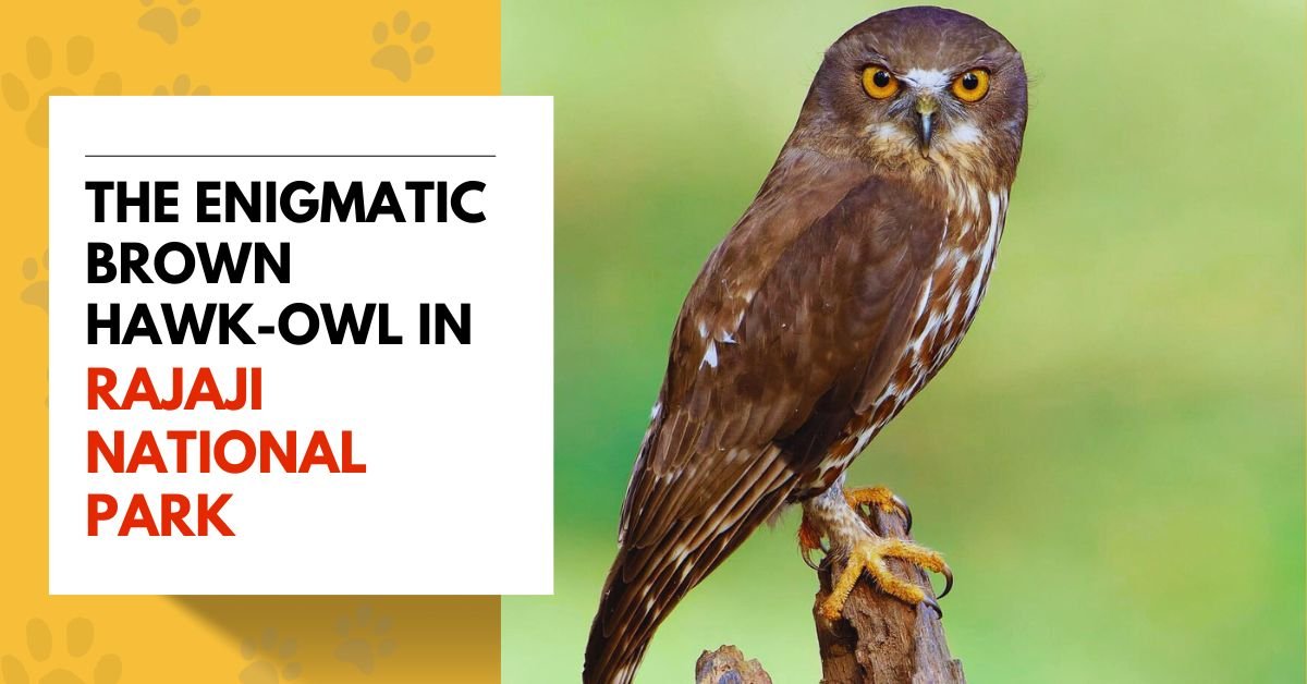 The Enigmatic Brown Hawk-Owl in Rajaji National Park