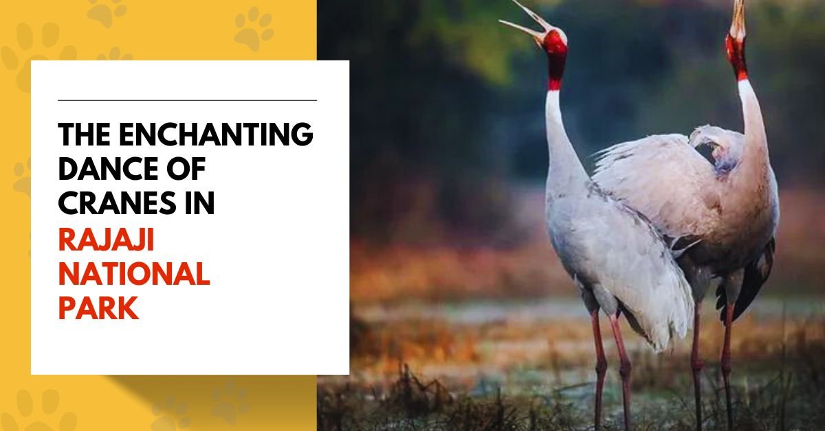 The Enchanting Dance of Cranes in Rajaji National Park