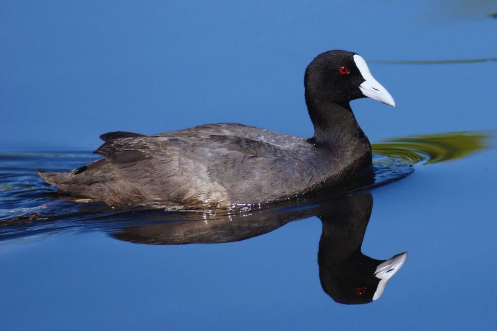 Eurasian Coots