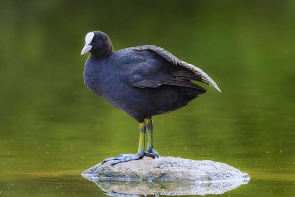 Eurasian Coots
