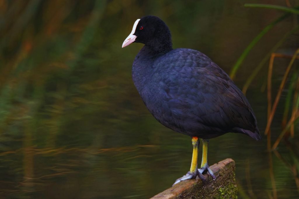 Eurasian Coots