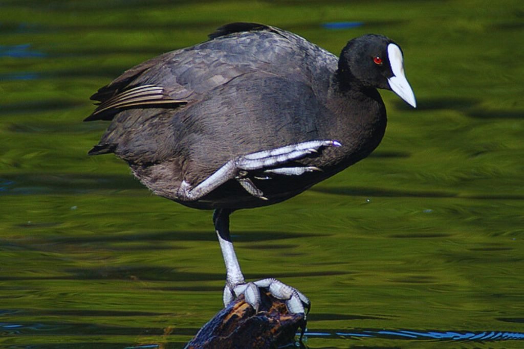 Eurasian Coots