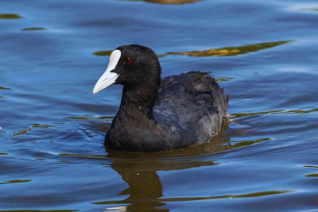 Eurasian Coots