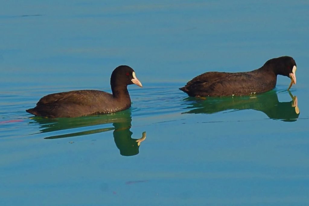 Eurasian Coots