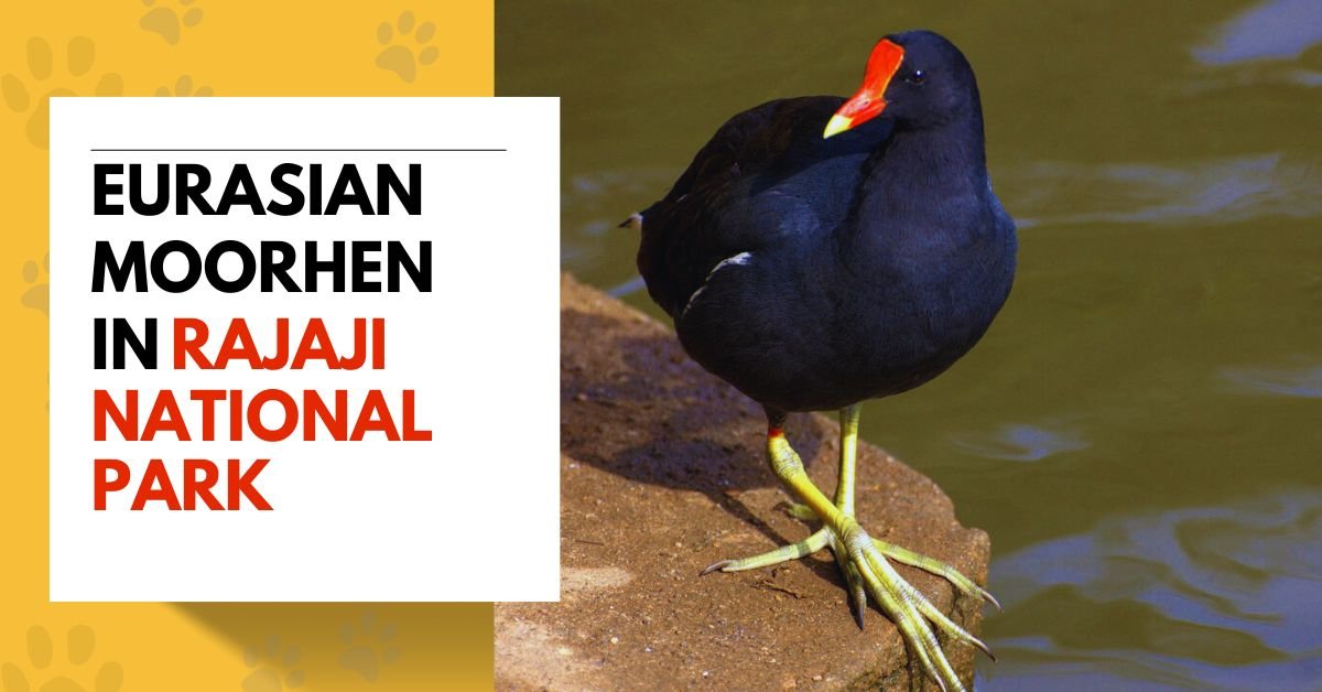 Eurasian Moorhen in Rajaji