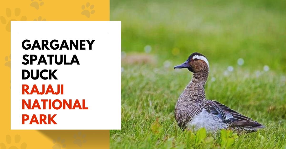 Garganey Spatula Duck