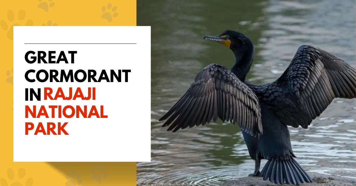 Great Cormorant