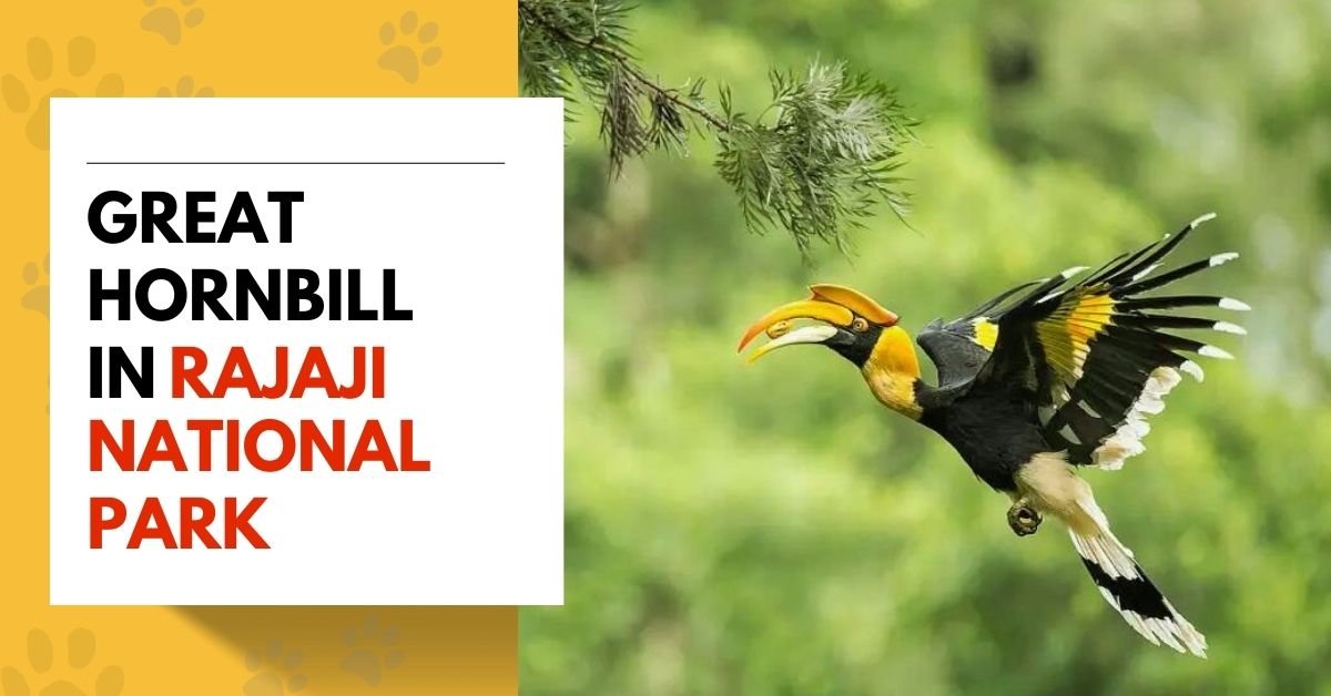 Great Hornbill in Rajaji National Park