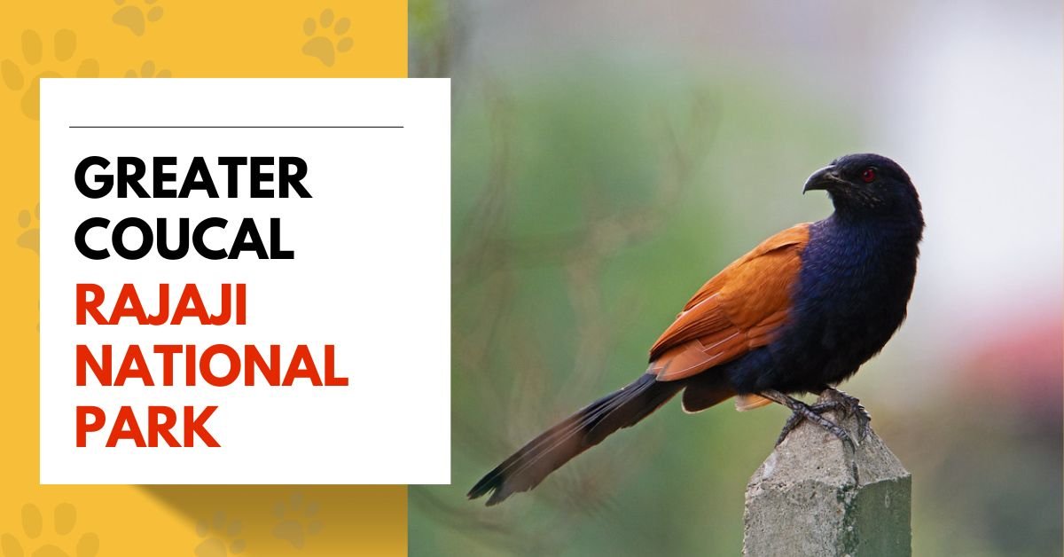 Greater Coucal
