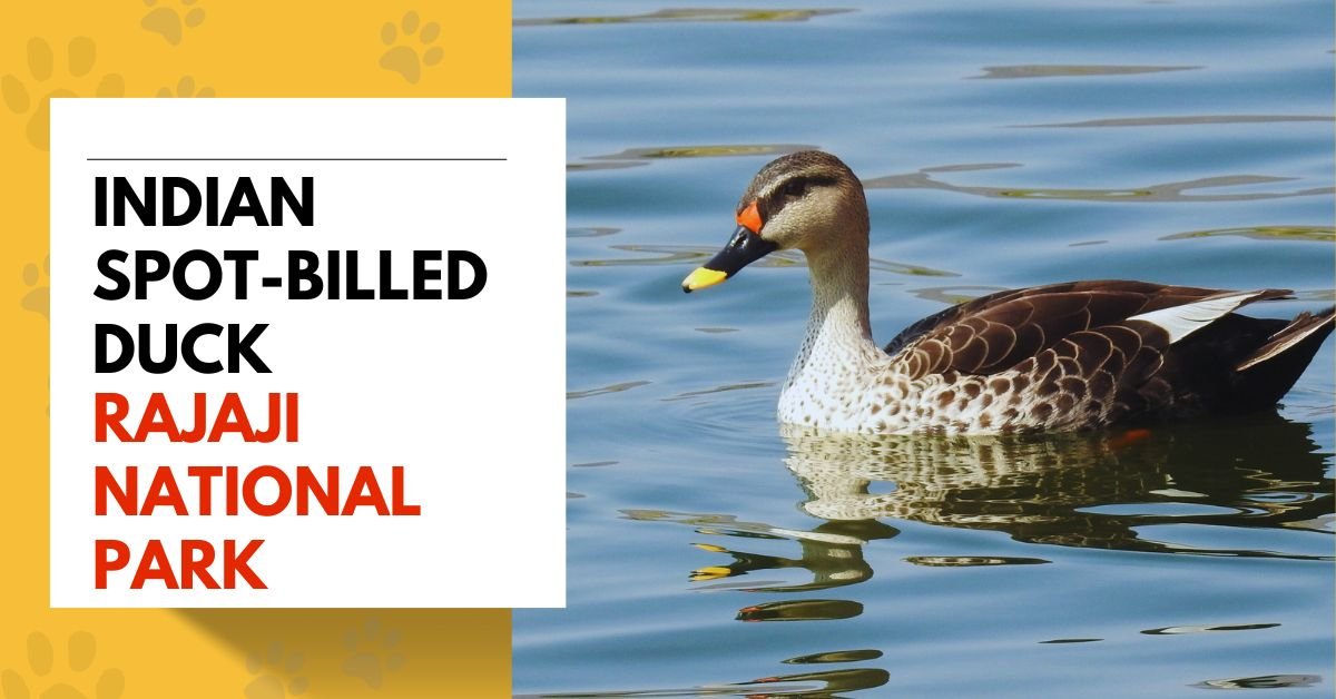 Indian Spot-billed Duck