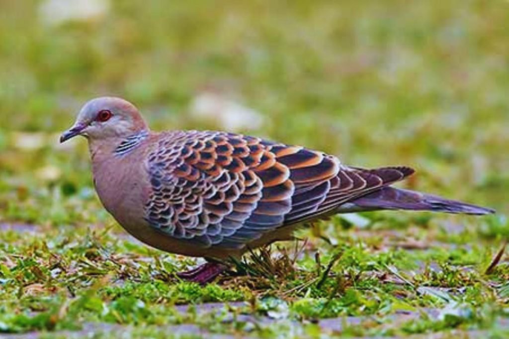 Oriental Turtle Dove in Rajaji
