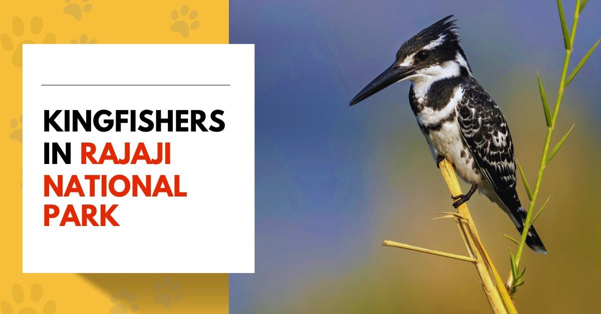 Kingfishers in Rajaji National Park