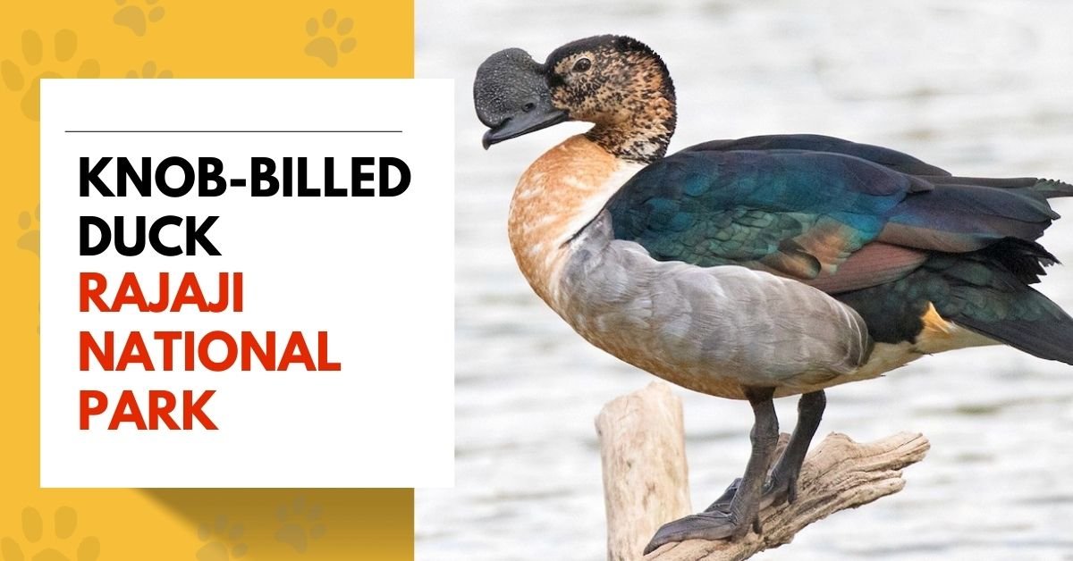 Knob-billed Duck - A Striking Bird